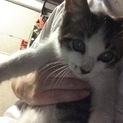 子猫の里親探しています。
