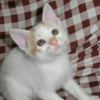 五匹全部里親決まりました。