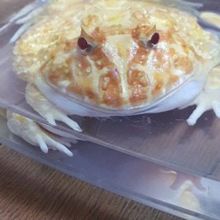 ツノガエルの里親募集中です。