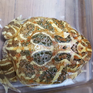 ツノガエルの里親募集中です。