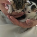 とても可愛い子猫です