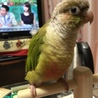つくしくん