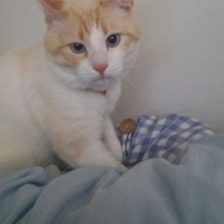 3匹で暮らしてる末っ子の小雪です。