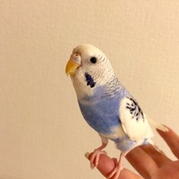 ぴーちゃん