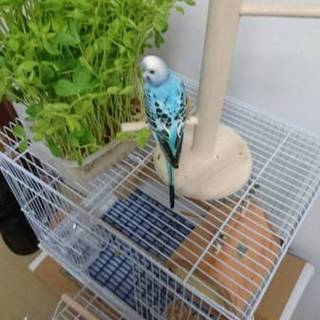 元気いっぱい手乗りインコ、ピータンの里親募集