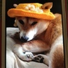 華蓮