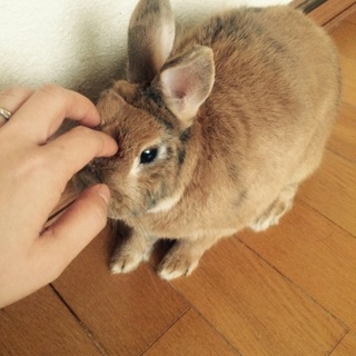 ミニウサギの里親募集です！！