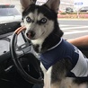 レオ
