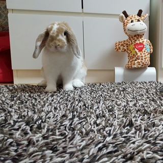 可愛いウサギの女の子