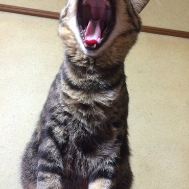 の写真