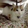 青さん