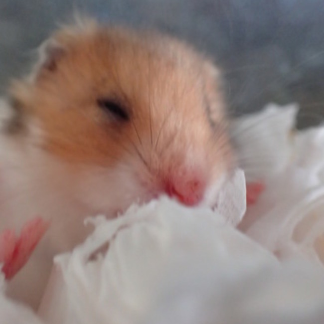 海星ひとでのカバー写真