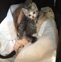 仔猫 メス