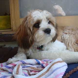 一緒に暮らしていただける方募集しています