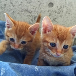 茶トラの美猫兄弟