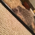ハリネズミちゃん
