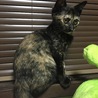 今日はワクチン接種に行ってきました☆