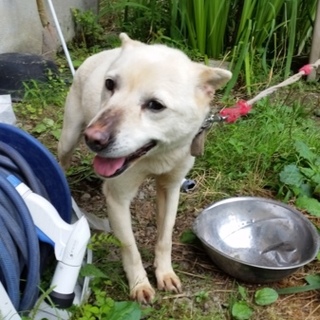 急ぎ募集します