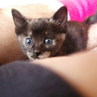 2ヶ月の子猫さび猫＿きょうだい猫