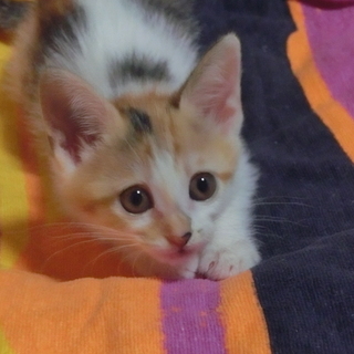 【舞妓】TNRのため保護した猫さんが生みました。