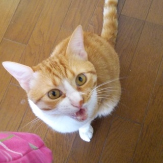 3匹で暮らしている長男のきなこです。