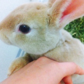 人懐こい仕草の可愛いうさちゃんです(o^^o)