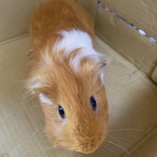 元気なモルモット雄１匹雌２匹