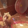 モフモフちゃん