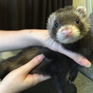 優しい里親さん募集します。