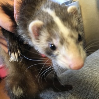 優しい里親さん募集します。