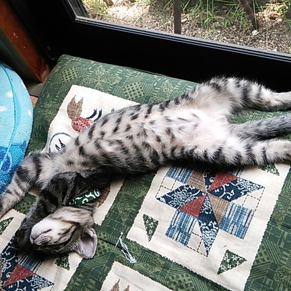 すず   涼のカバー写真