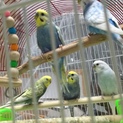 優しいインコの飼い主さんに決まりました
