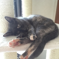 今日もキャットタワーでくつろぐ子猫