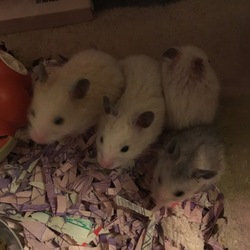 「幸せな家庭にいってらっしゃい.+*:ﾟ+｡.☆」サムネイル2