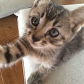 キジトラ子猫メス１ヶ月半♪とっても人なつっこいです