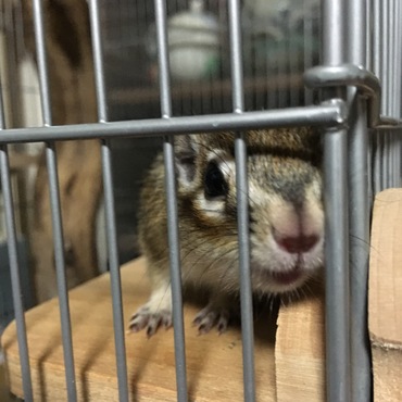 オリの中からこんにちわ