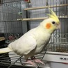 檻の中大嫌い