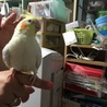 なでなで大好き
