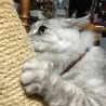 爪とぎ研ぎ