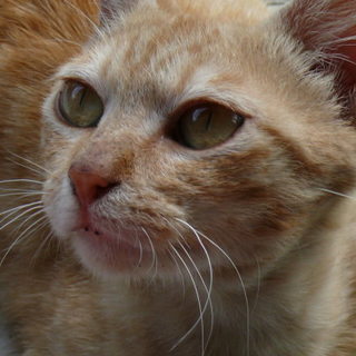 めずらしい茶トラの女の子