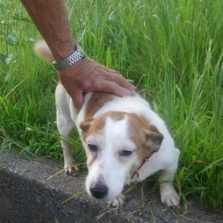 ジャック　　おとなしい子です