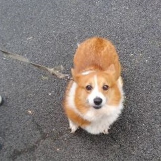 ウィル　　おとなしい子です