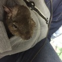 デグー♂ 2ヶ月と1歳と2歳(1匹だけ可)