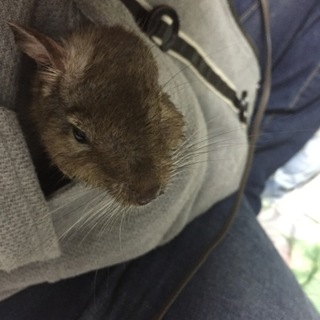 デグー♂ 2ヶ月と1歳と2歳(1匹だけ可)