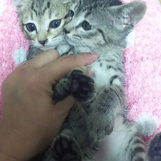 埼玉よりキジトラ男の子女の子1か月半一緒に