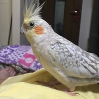 ほっぷ