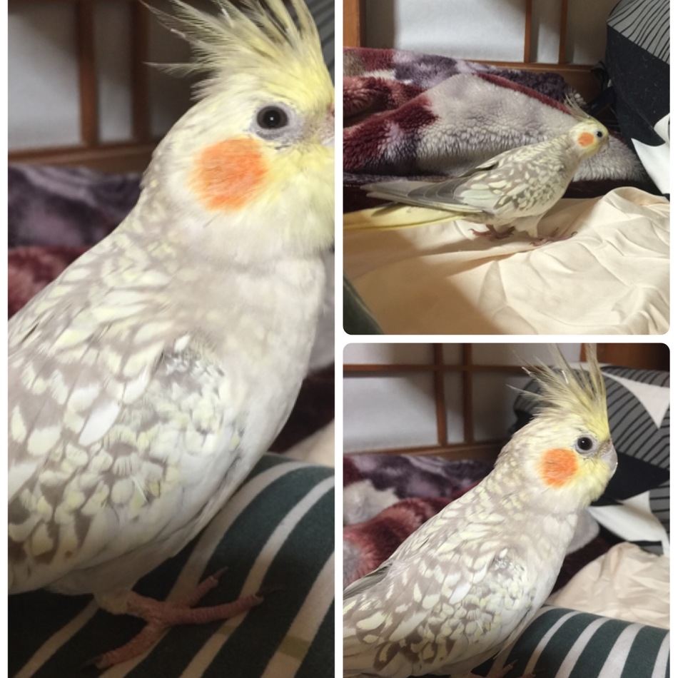 ほっぷのカバー写真