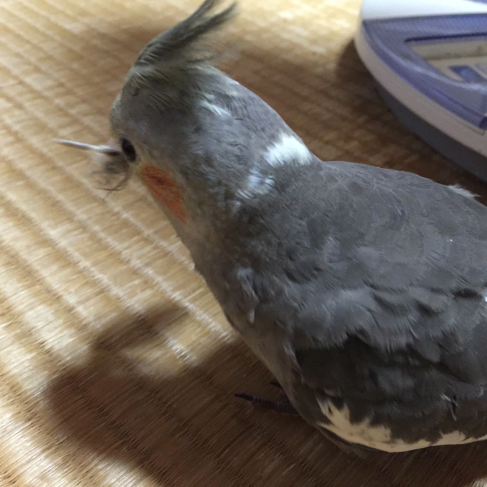 りくのカバー写真