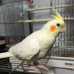 舌ったらずのオカメインコ