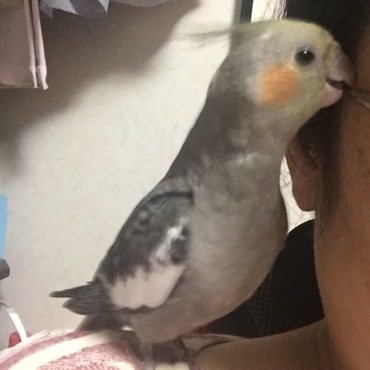 メガネをかみかみ